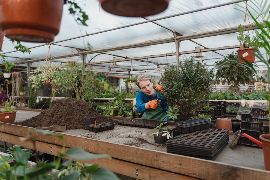 what trees grow best in sandy soil