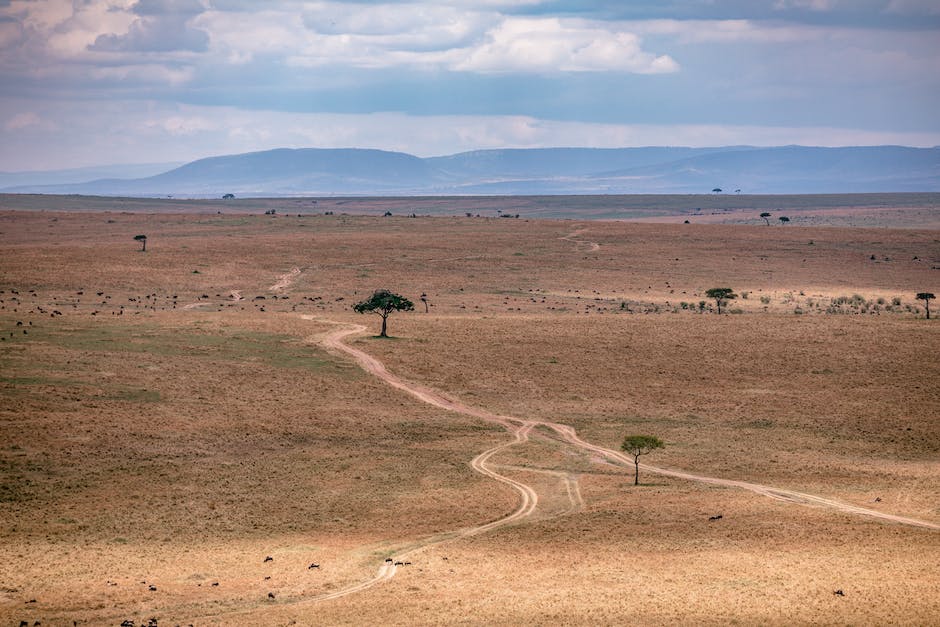 what trees grow best in sandy soil